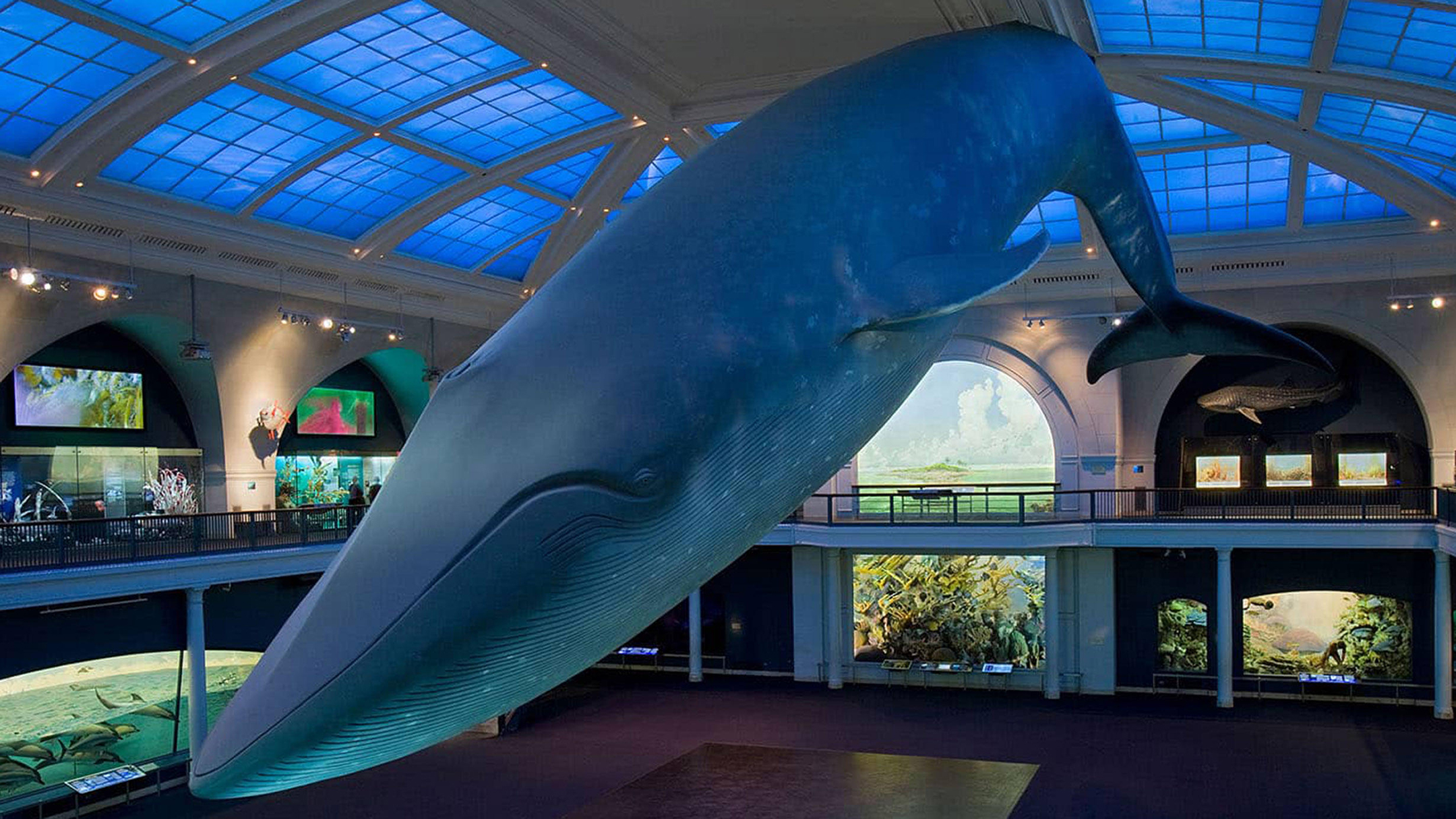 the blue whale model hanging from the ceiling at the american museum of natural history