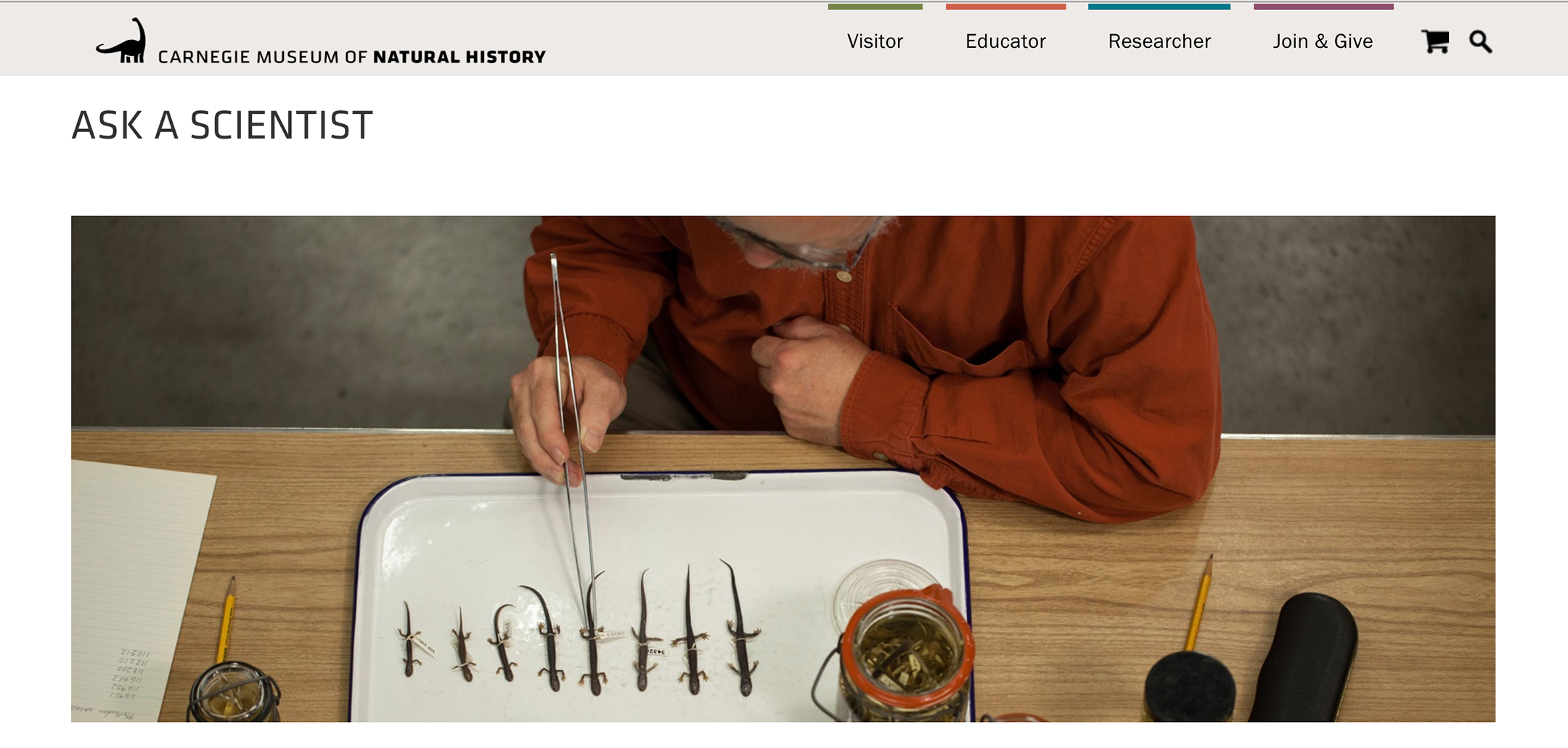 screenshot from the carnegie museum of natural history's ask a scientist website, showing a scientist inspecting numerous salamander specimens