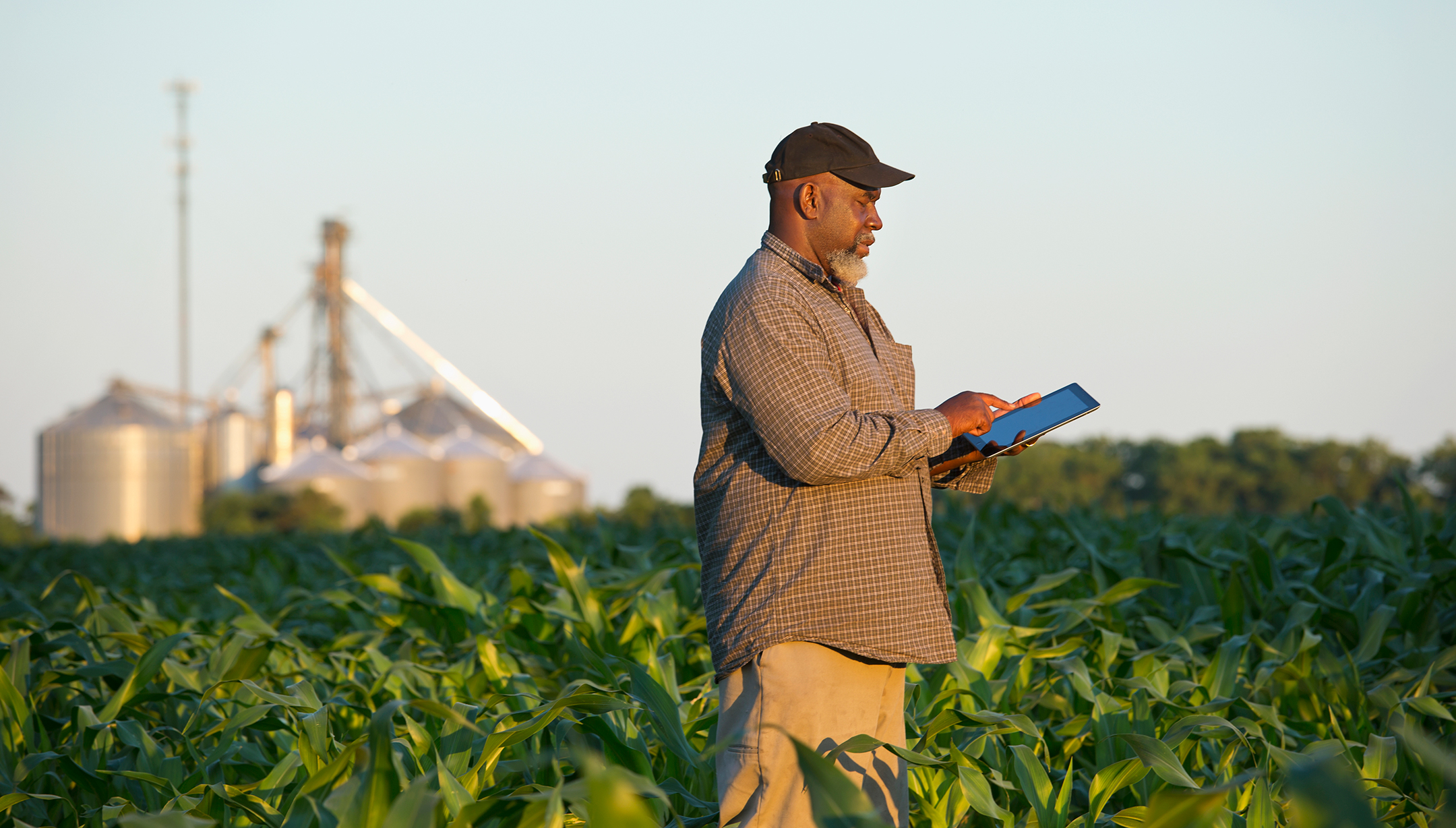 a male farmer stands in a field of crops, holding a tablet computer