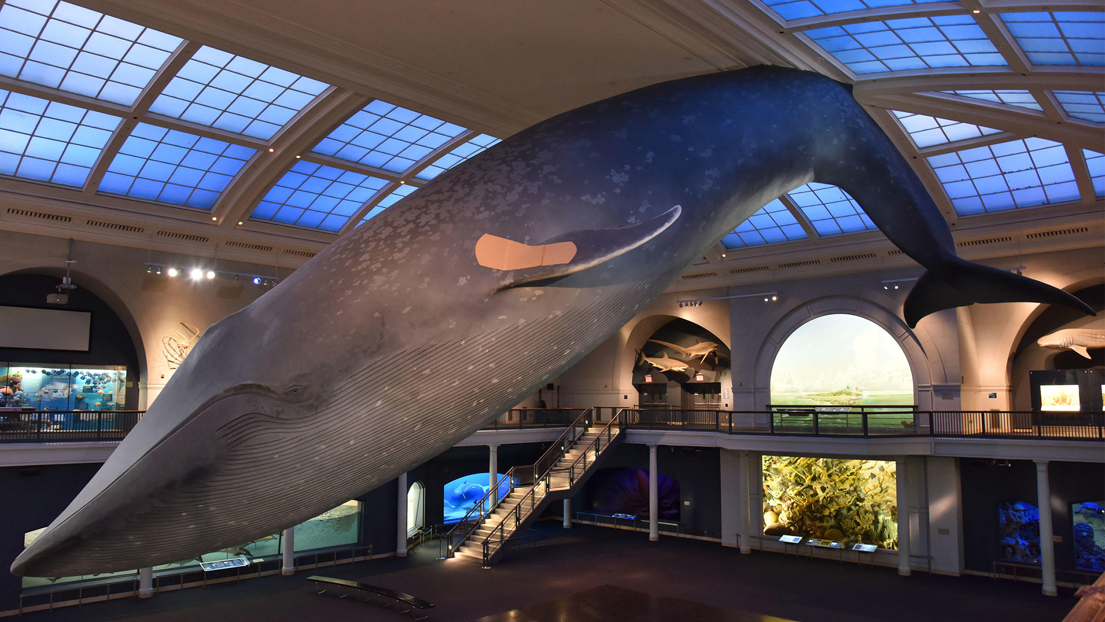 Photo of a blue whale model suspended over an exhibition hall at AMNH