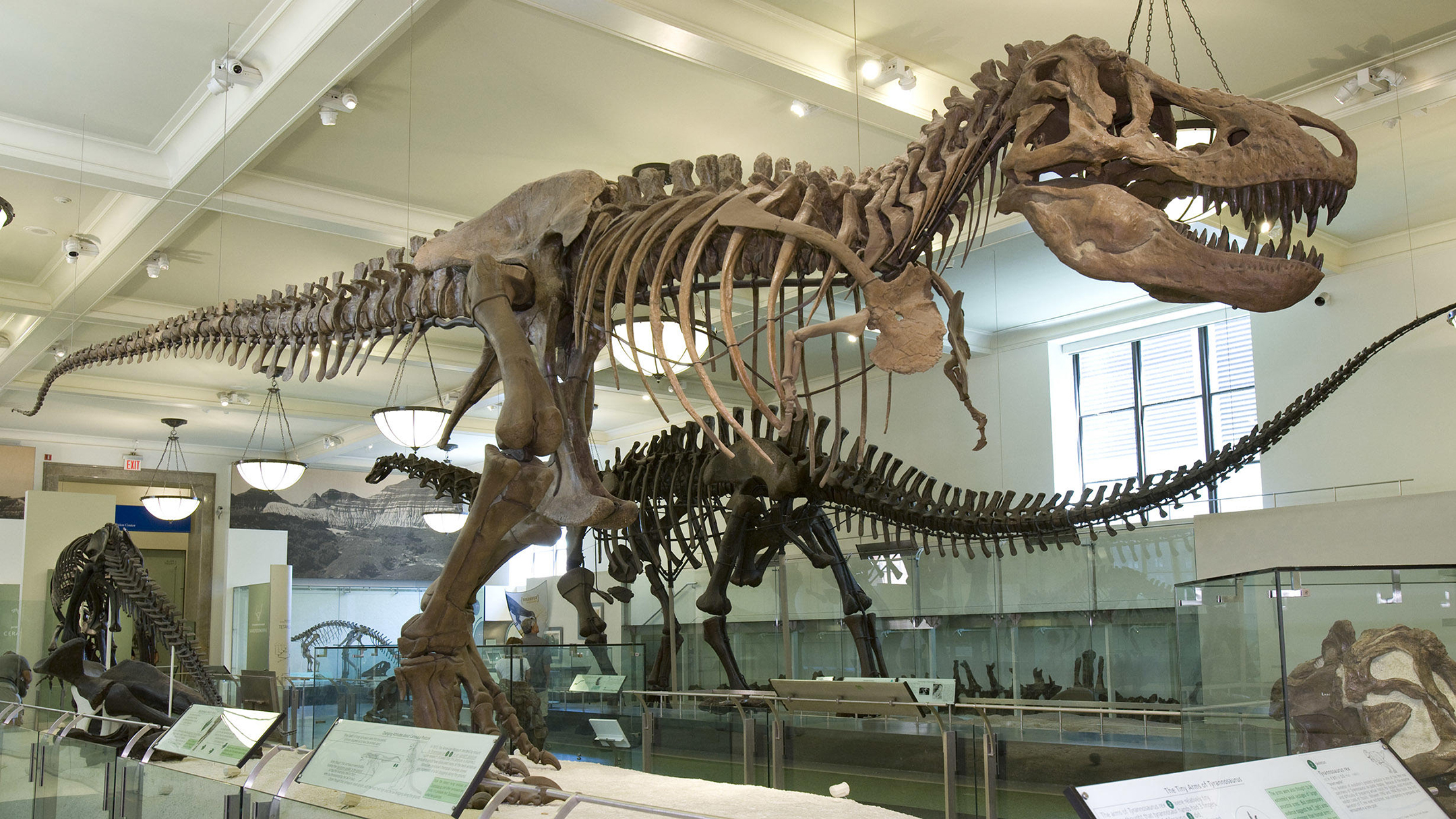 Photo of a T. rex skeleton at AMNH