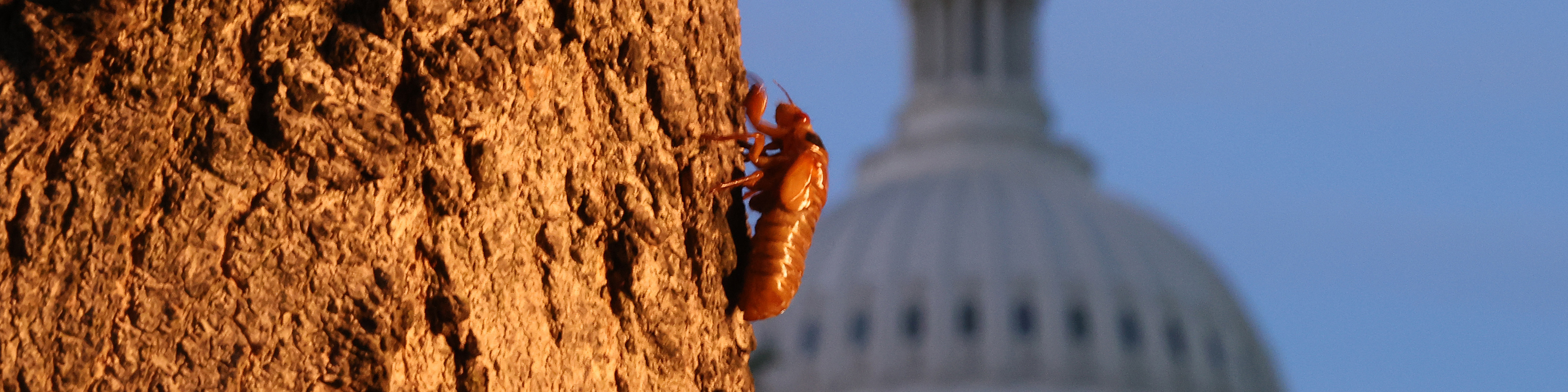 cicada nymph climbs a tree with the US Capitol dome seen in the background