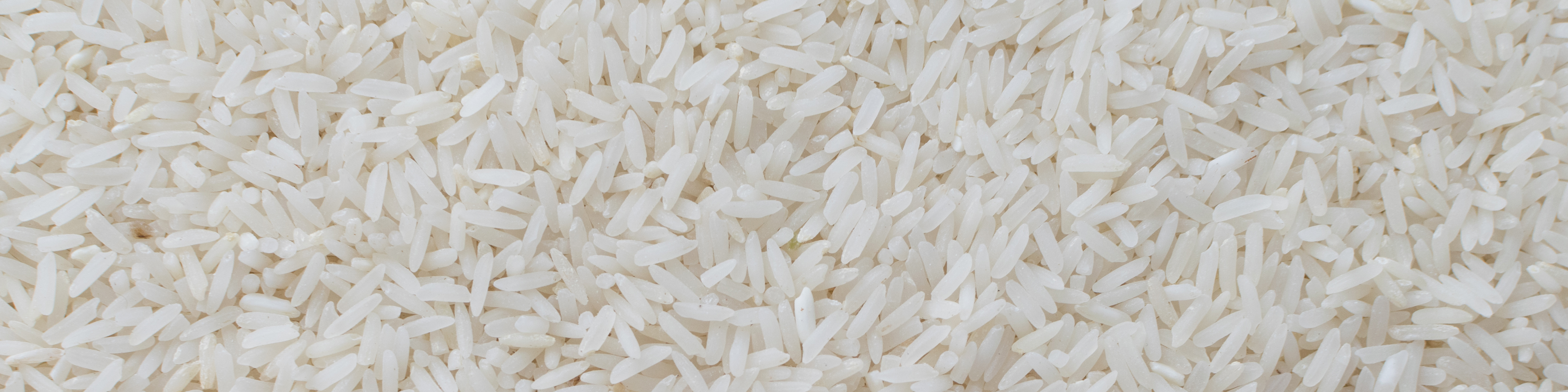 Closeup of jasmine rice - stock photo