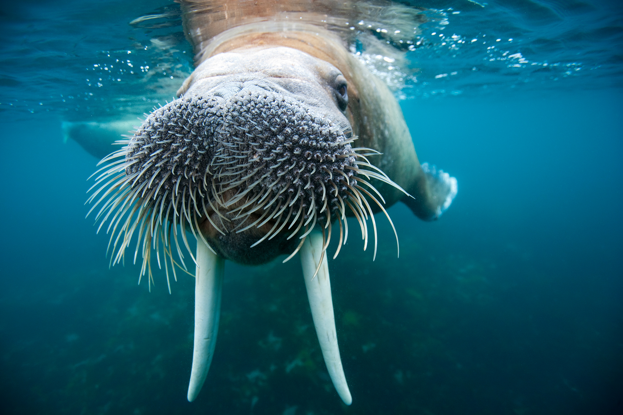 Underwater view of an adult male walrus swimming near the surface near Lagoya on a summer afternoon
