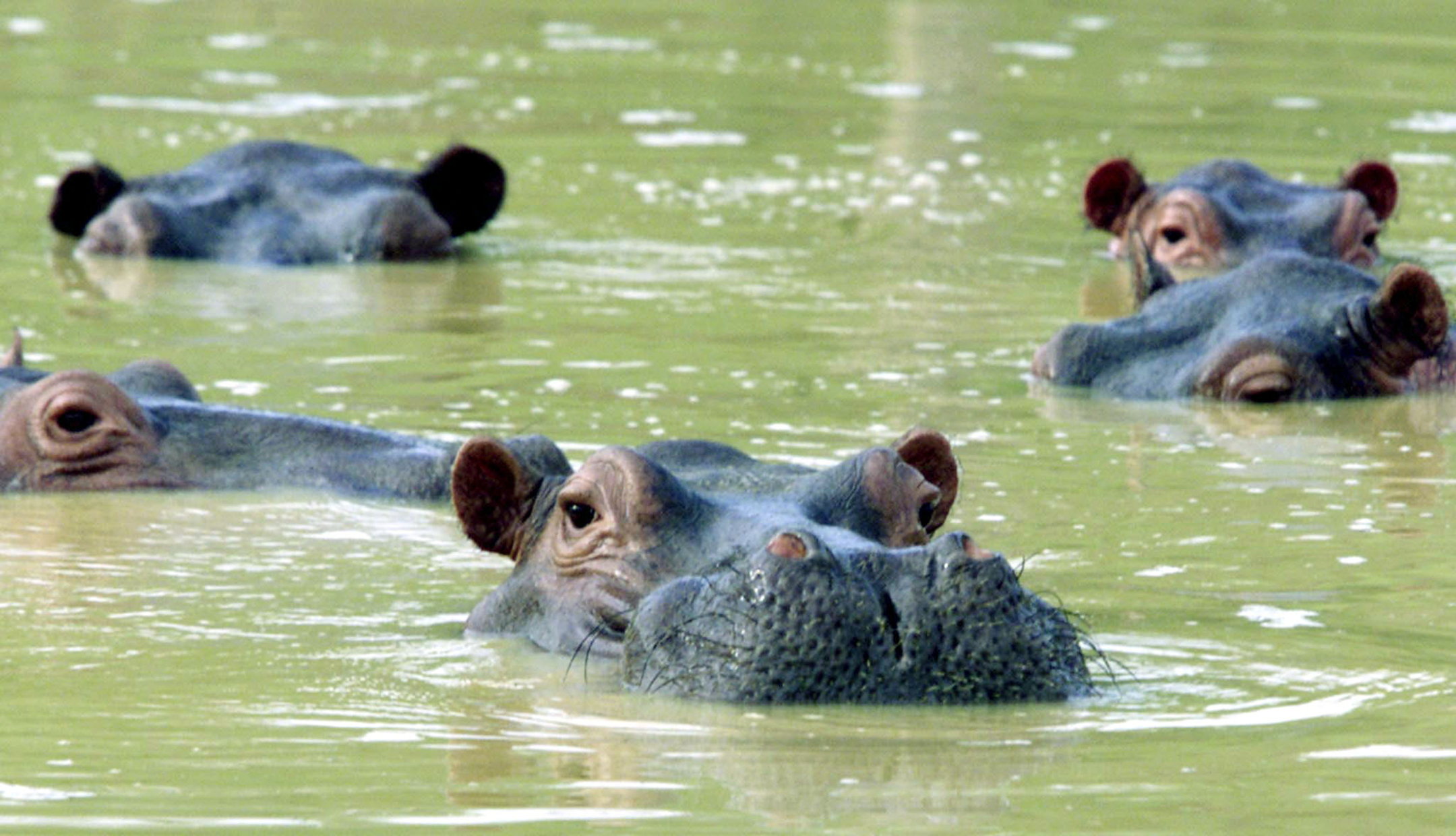 A herd of hippopotamuses swim in a muddy lake at the abandoned country home of former drug kingpin Pablo Escobar