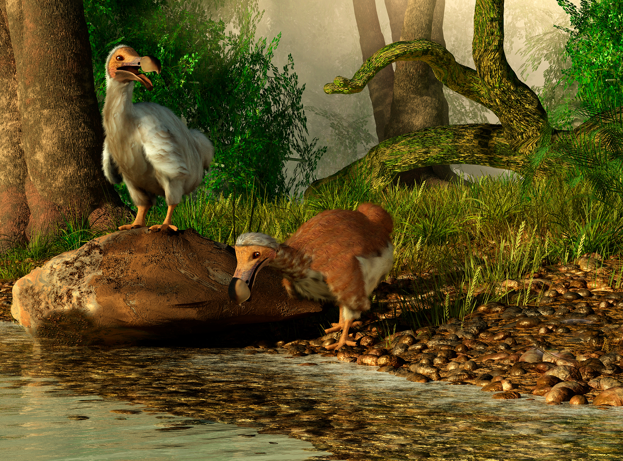 Illustration of a pair of Dodo birds drinking at a river
