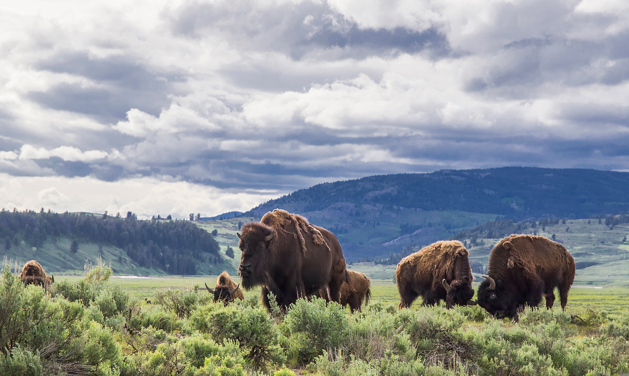 American bison in Lamar Valley, Yellowstone National Park, Wyoming, USA - stock photo