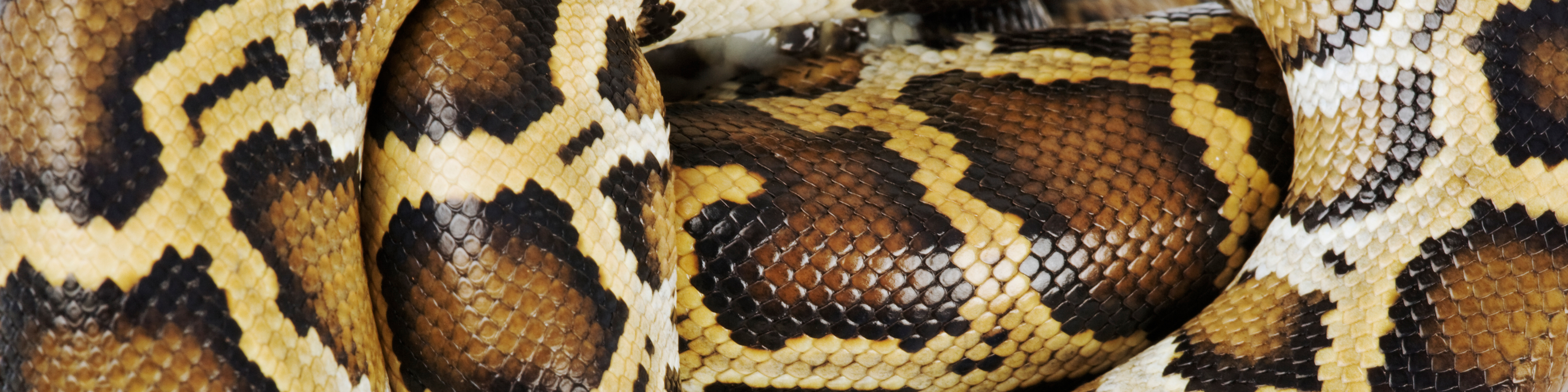Burmese python, close up, overhead view, studio shot