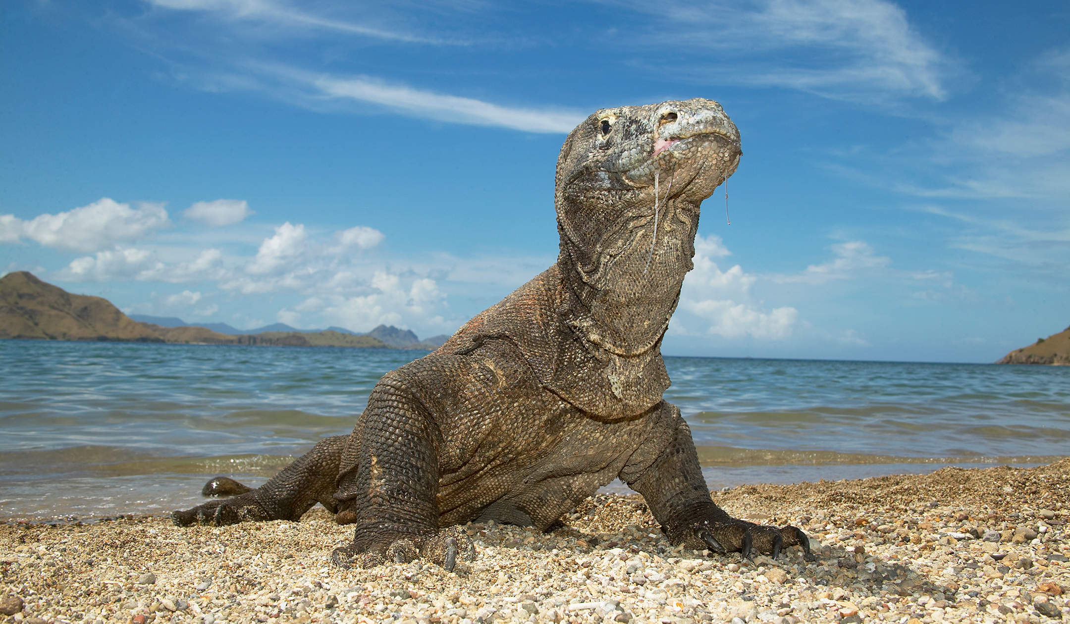 Komodo Dragon, the world's largest lizard, strolling a beach seeking food on Komodo Island in Indonesia.
