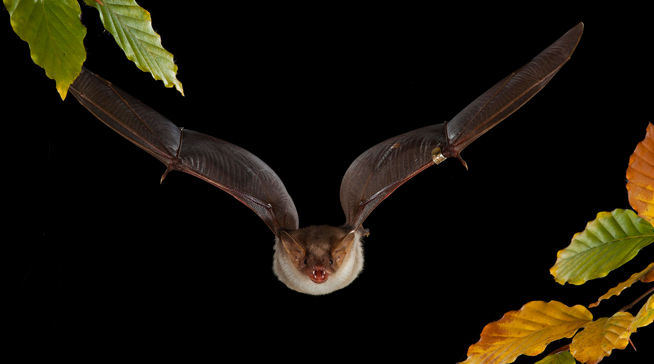 Greater mouse-eared bat (Myotis myotis) in flight, animal with ring for research purposes
