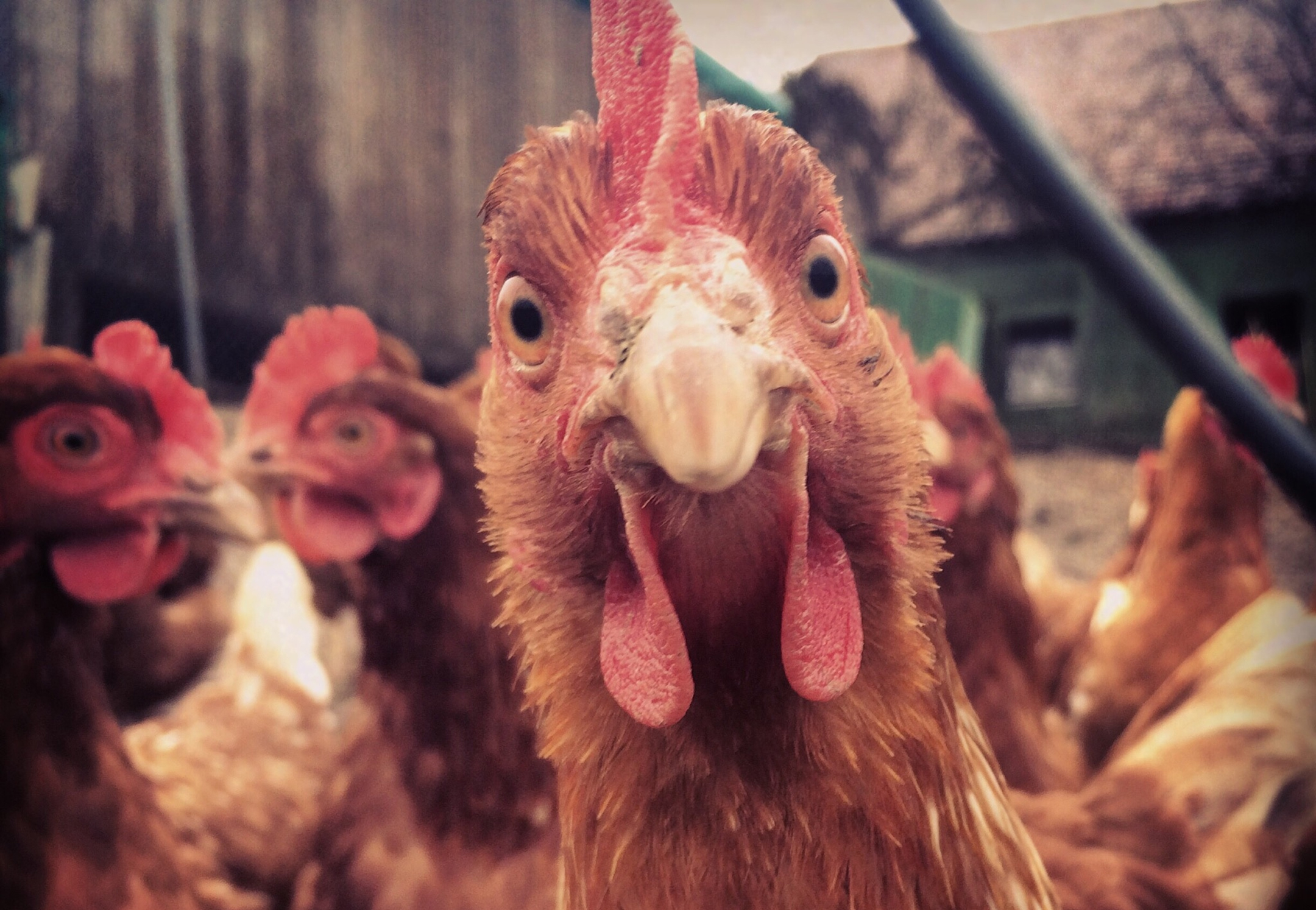 Photo of a hen looking at the camera