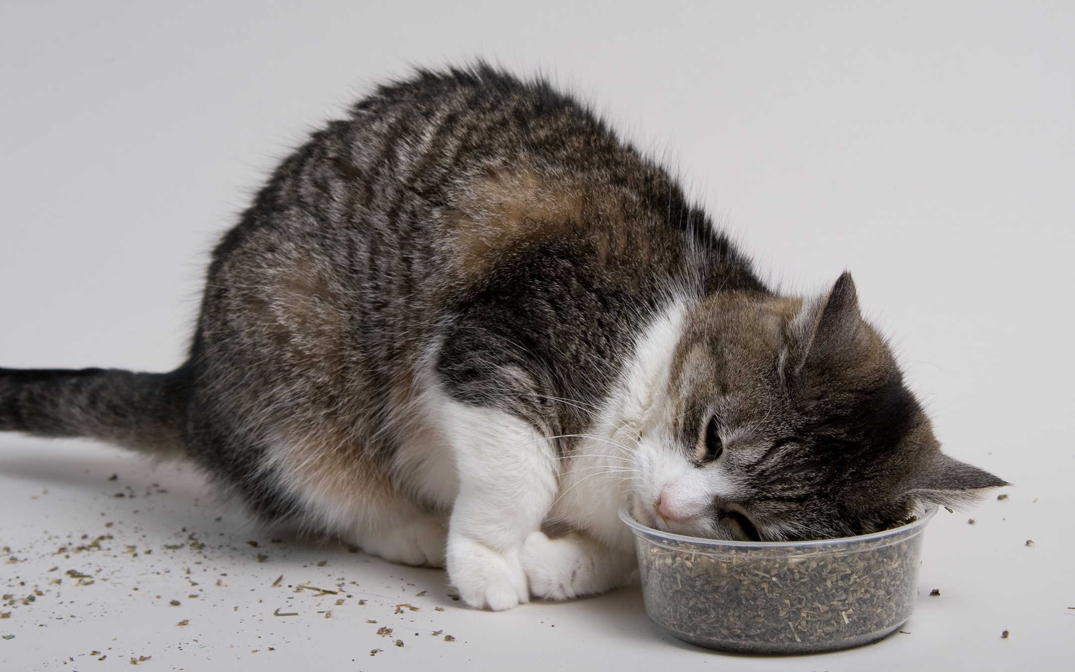 Cat laying facedown in a bowl of catnip