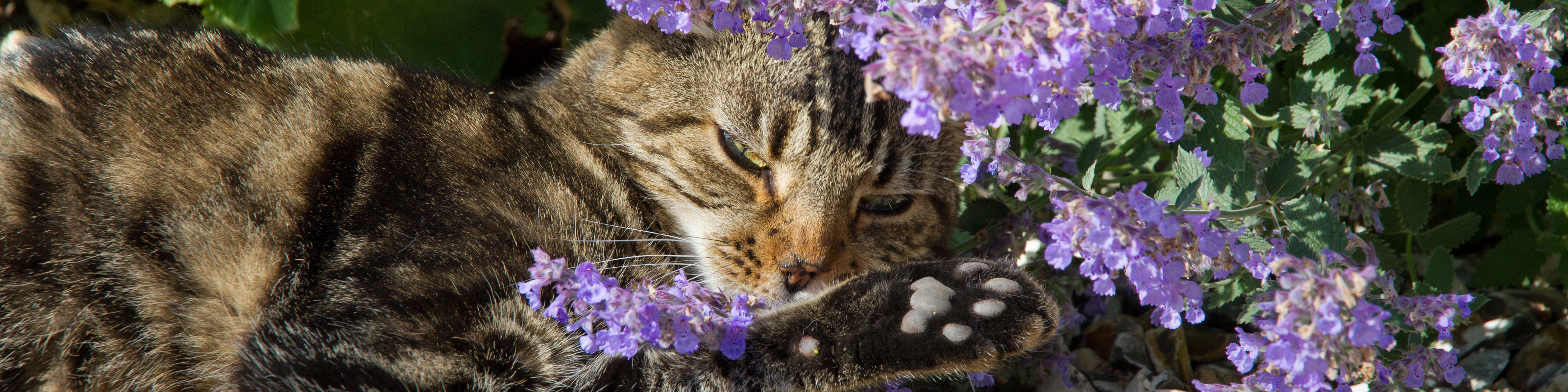 Tabby cat enjoying catnip in sunny summers garden