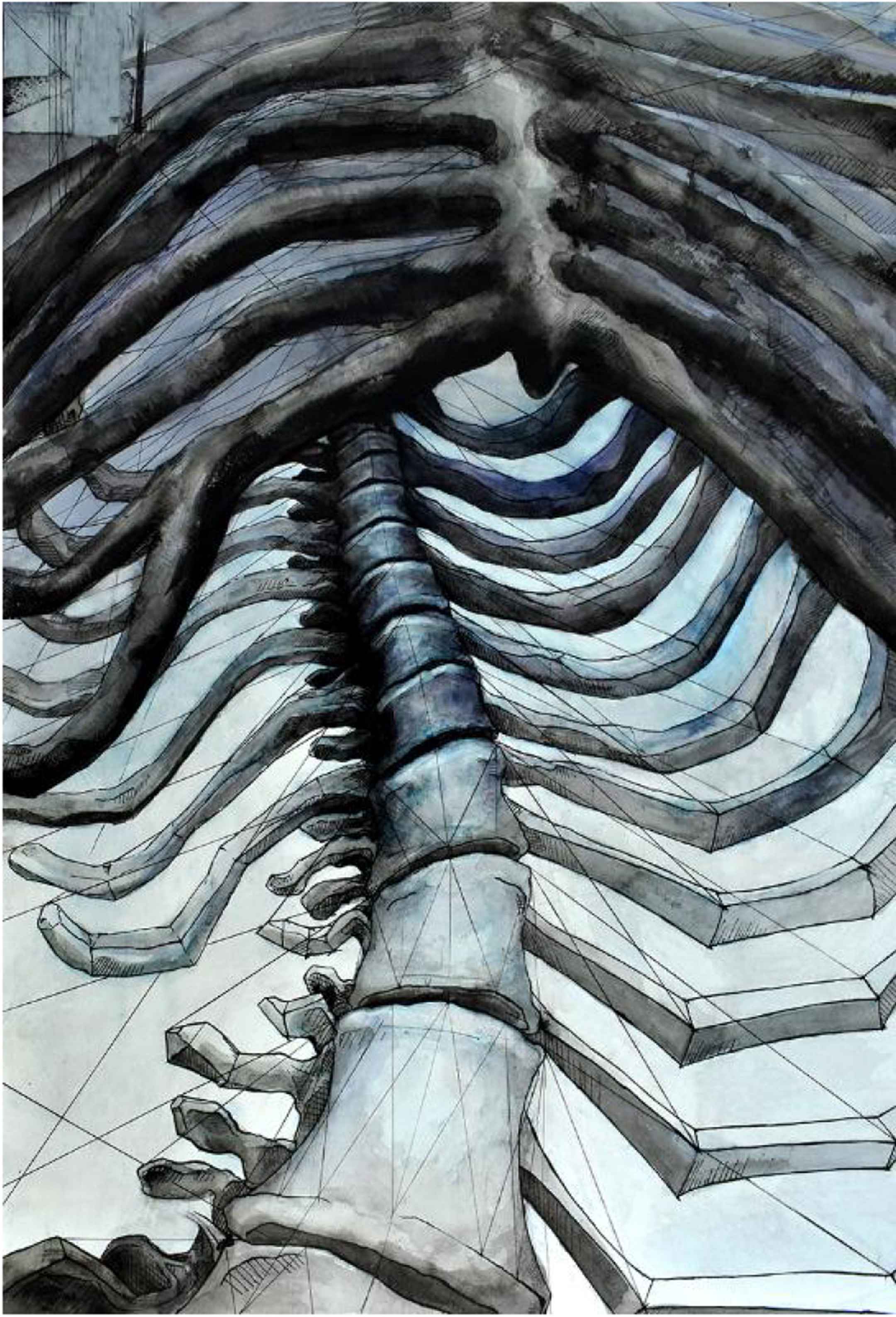 Black and white illustration of a rib cage and spine