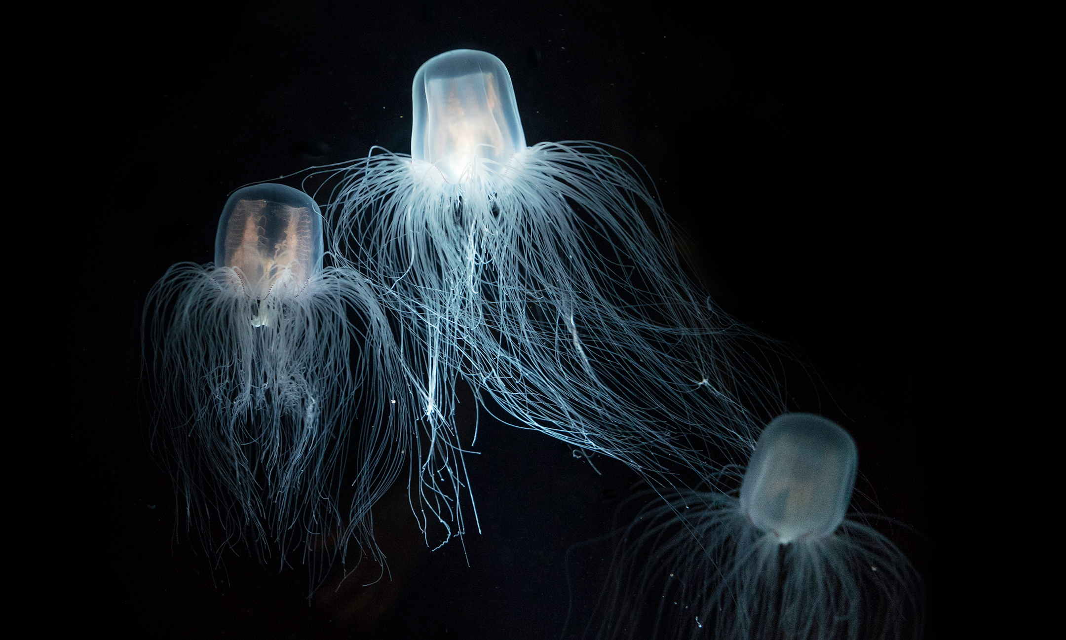 Three jellyfish with long, hair-like tendrils, photographed in dark ocean water