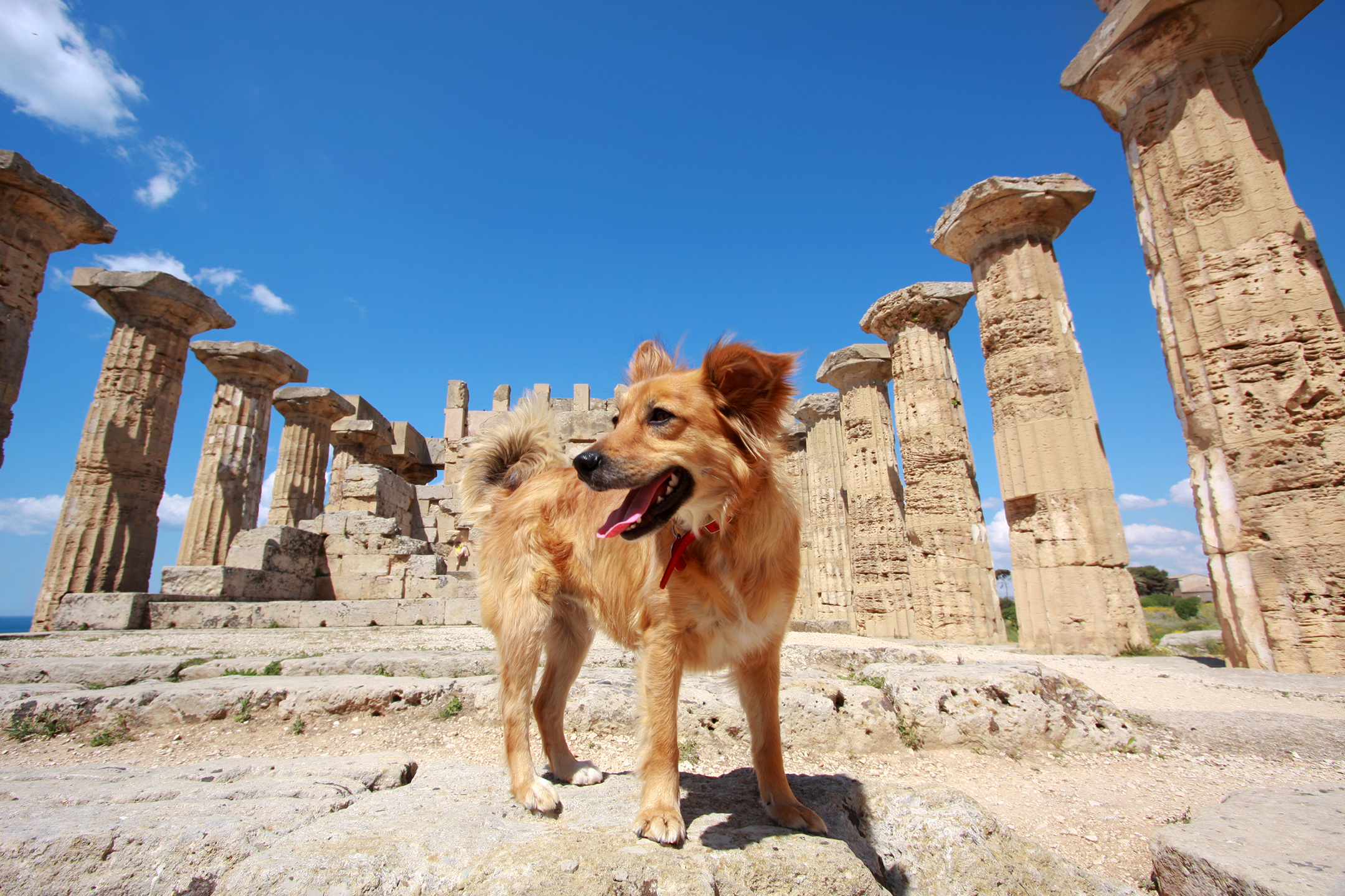 Dog standing among ancient Roman ruins and columns