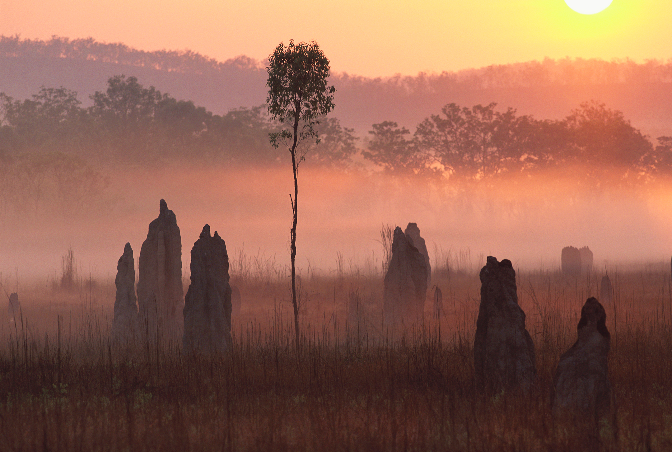 Series of termite mounds in a field at sunrise
