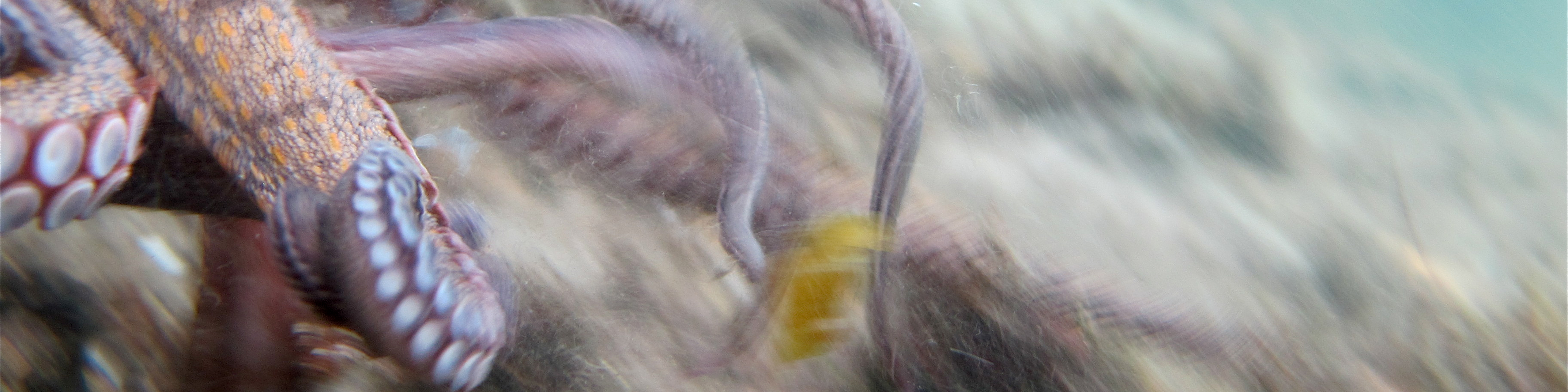 Photo of gloomy octopus tentacles in motion under water