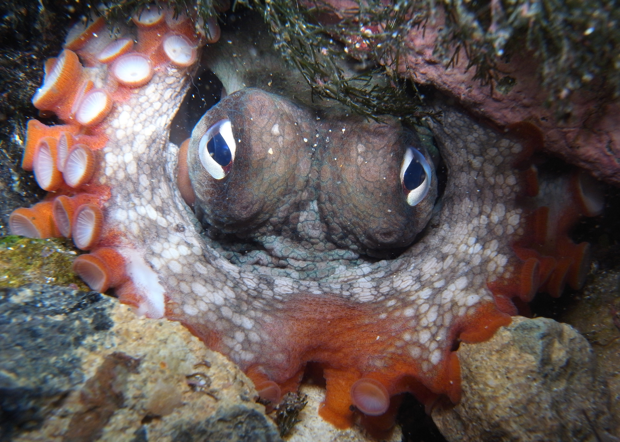 Close up of a gloomy octopus hiding in an underwater hole
