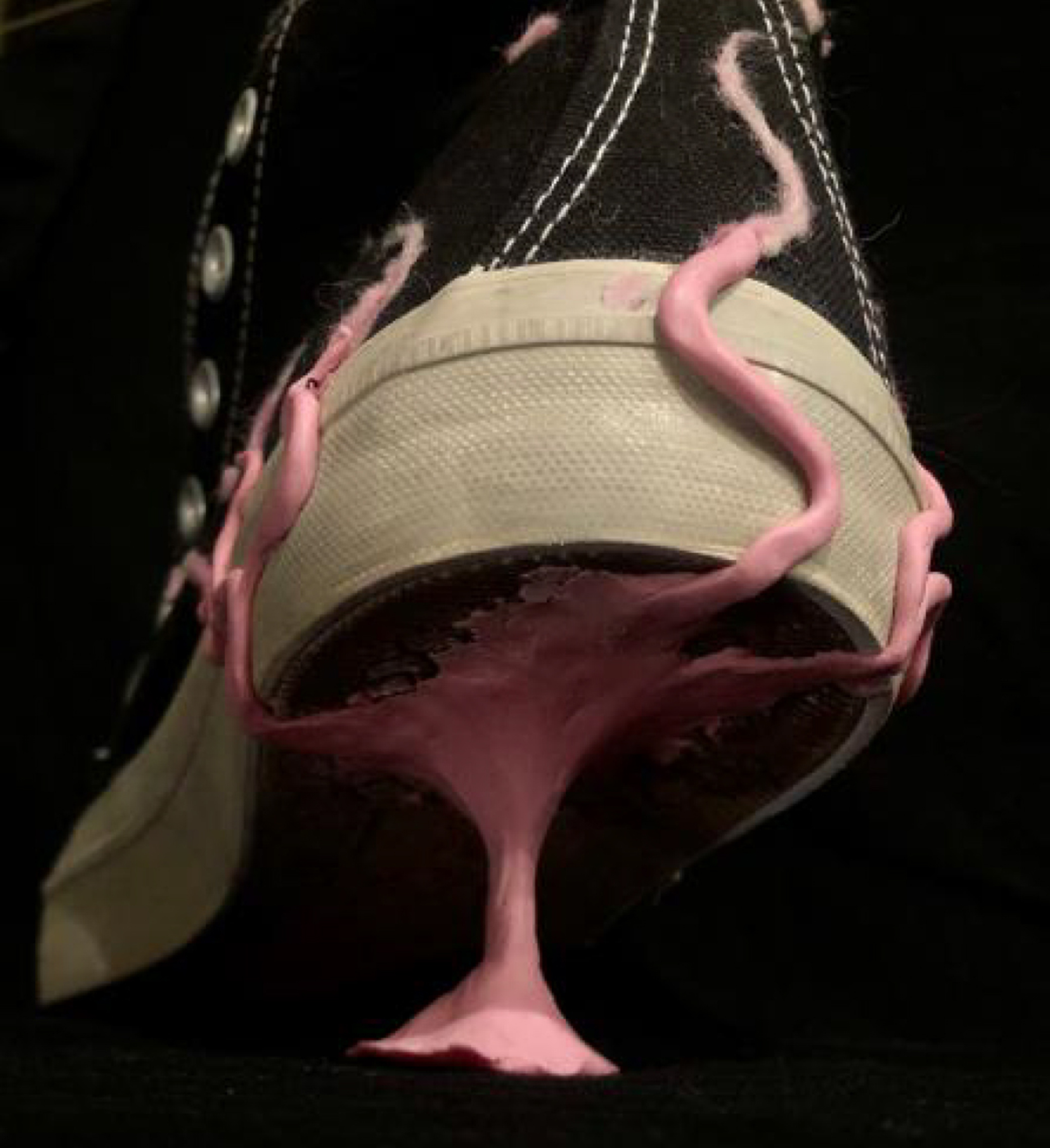 photo of the back of a black Converse sneaker, its heel raised off the ground, with a pink sculpture on the heel that resembles used chewing gum sticking from the ground to the shoe