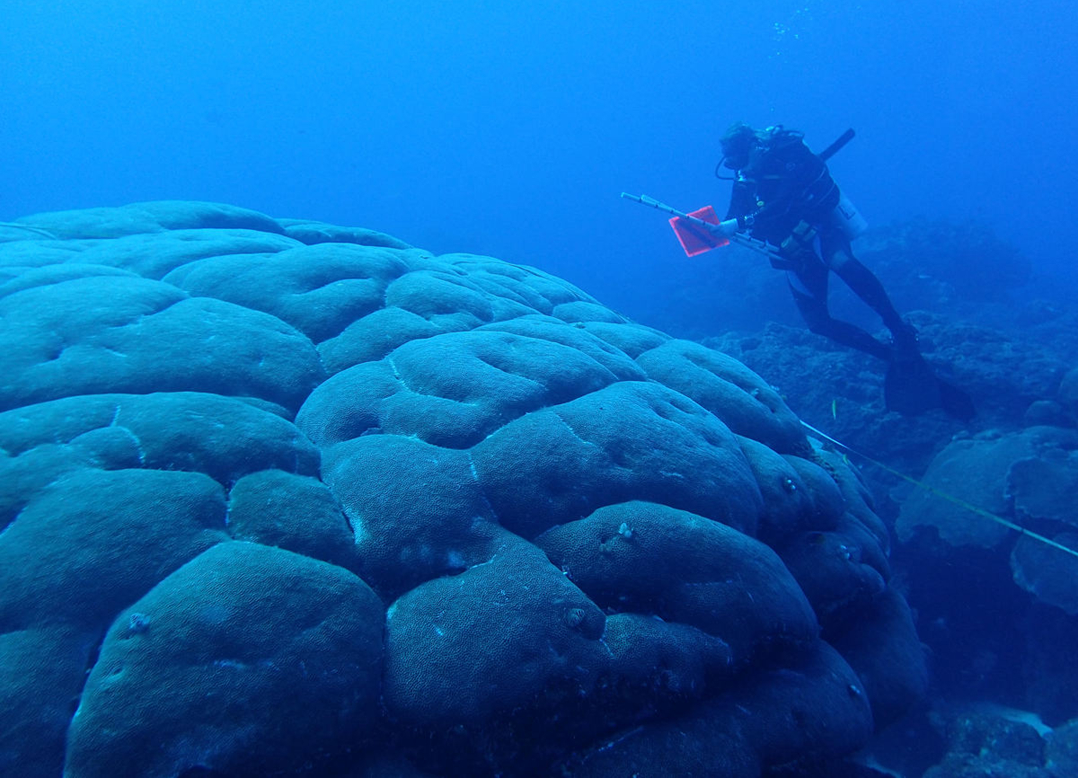 marine biologist under water studying a bulbous coral reef that looks like a pod of manatees clumped together