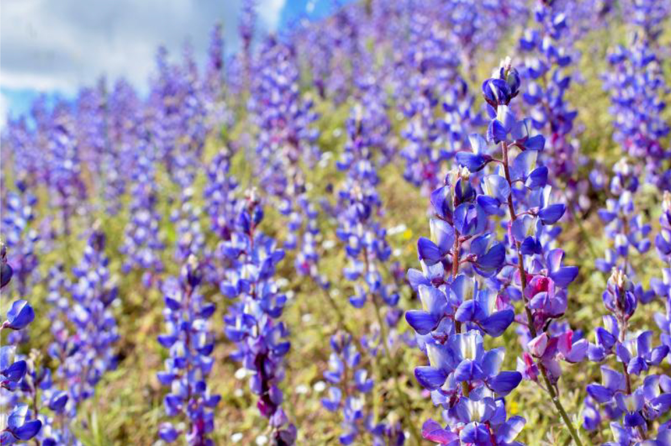 color photograph of a green field fill of blue-purple lupine plants